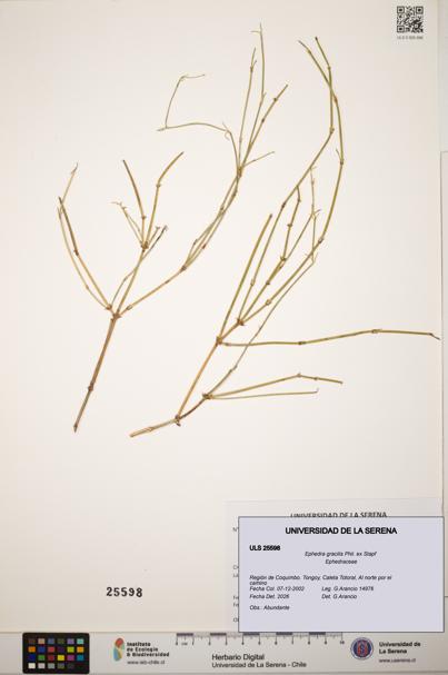 Ephedra gracilis [Espécimen: ]