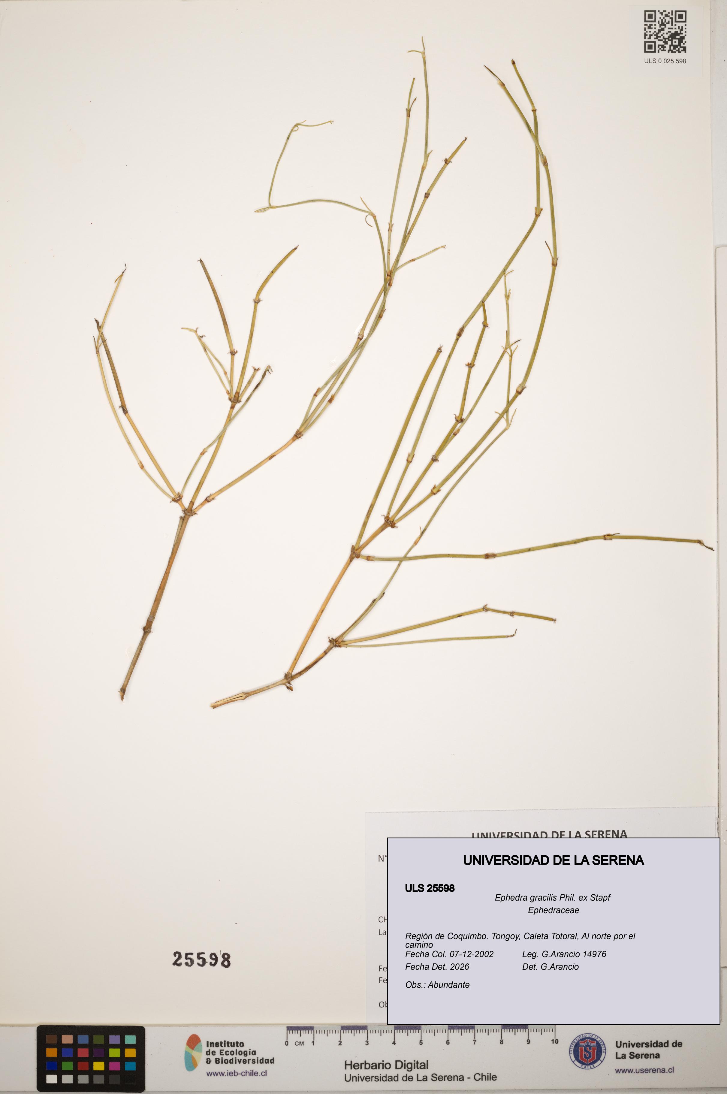 Ephedra gracilis [Espécimen: ]