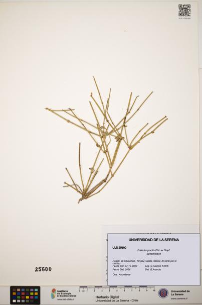 Ephedra gracilis [Espécimen: ]