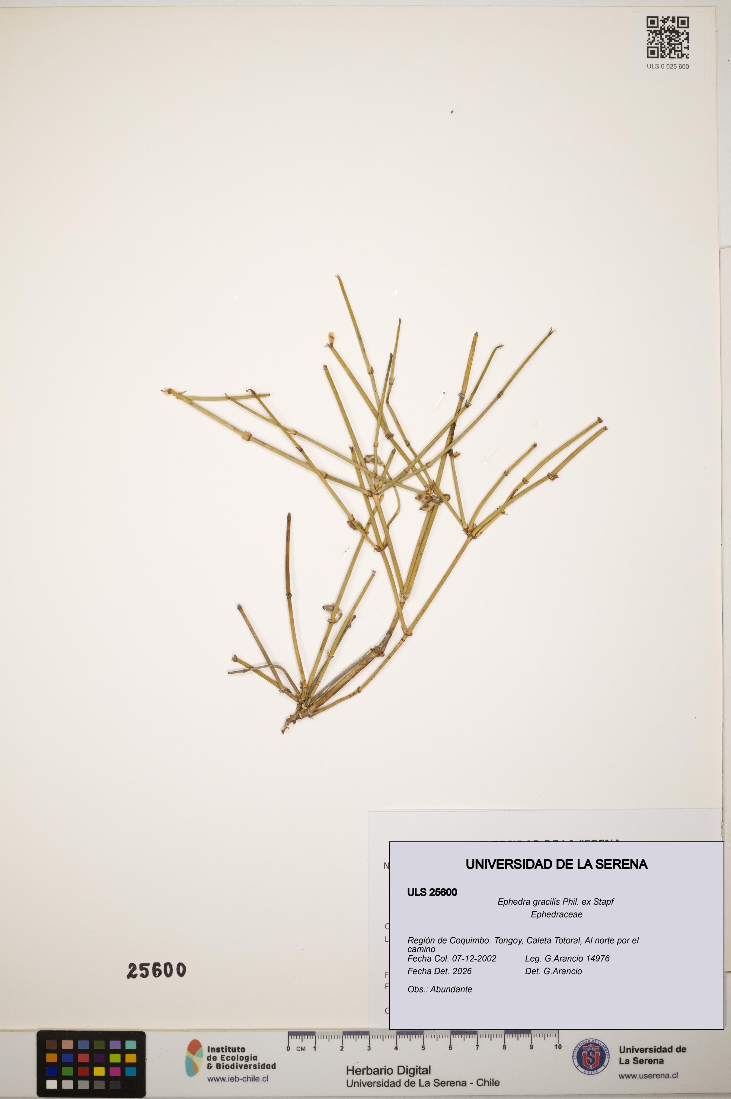 Ephedra gracilis [Espécimen: ]