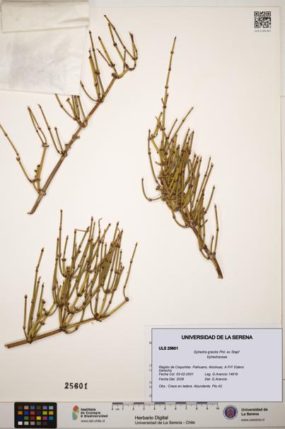 Ephedra gracilis [Espécimen: ]