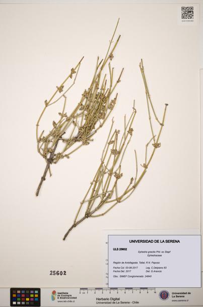 Ephedra gracilis [Espécimen: ]
