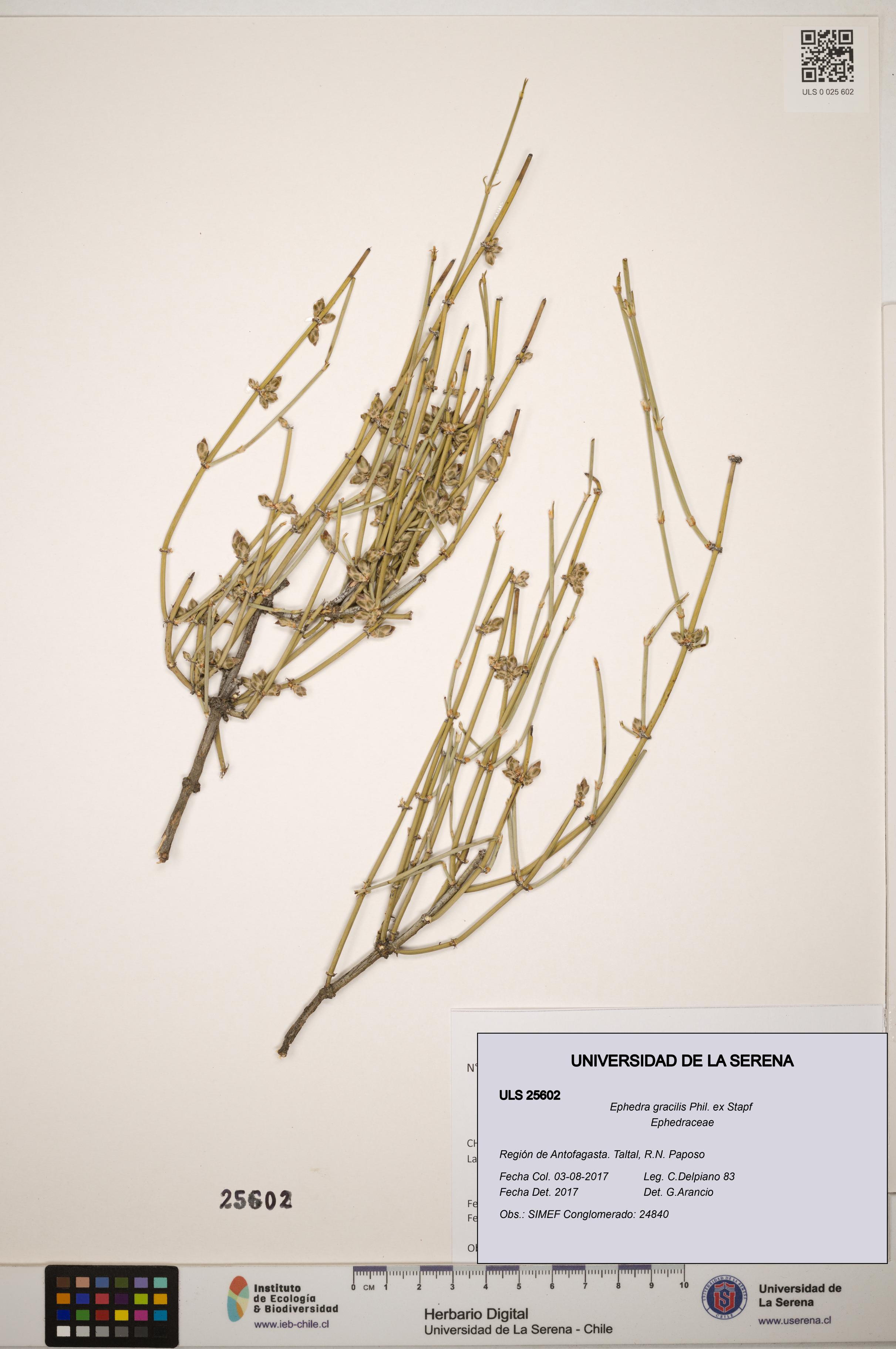 Ephedra gracilis [Espécimen: ]