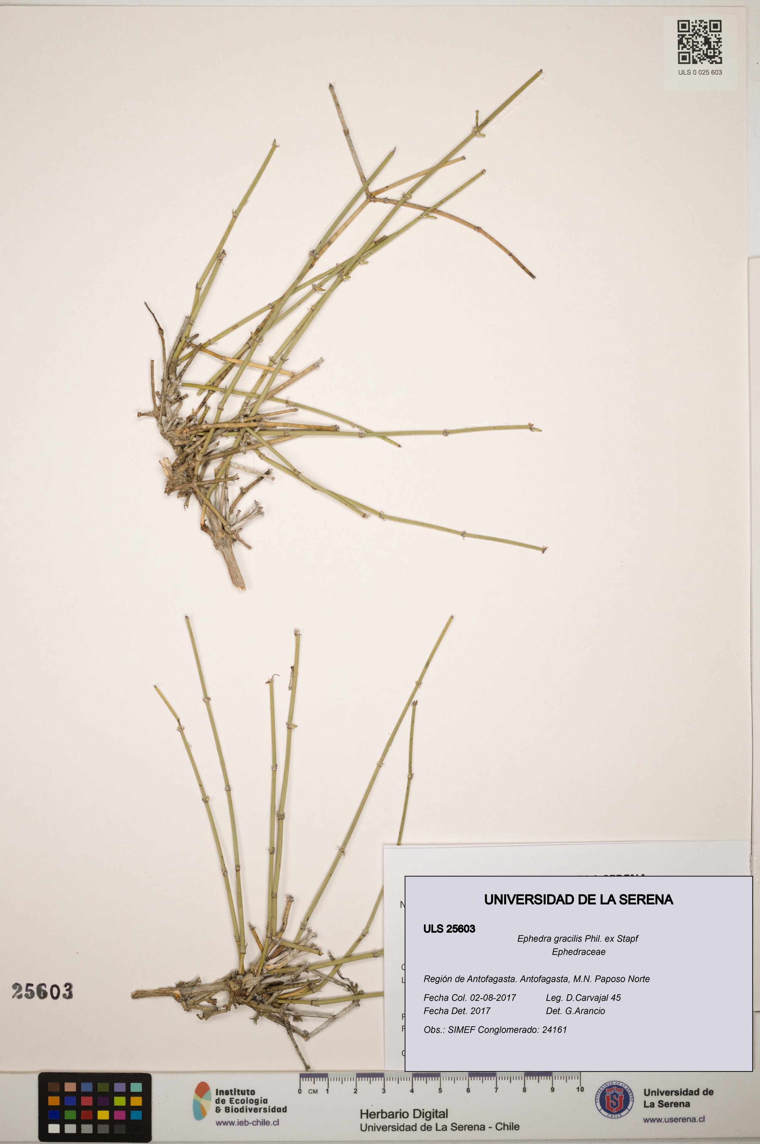 Ephedra gracilis [Espécimen: ]