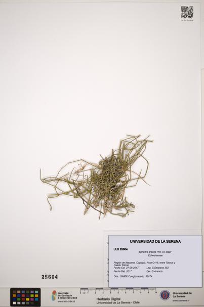 Ephedra gracilis [Espécimen: ]