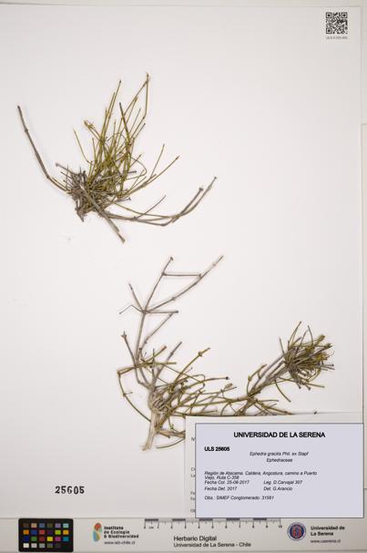Ephedra gracilis [Espécimen: ]