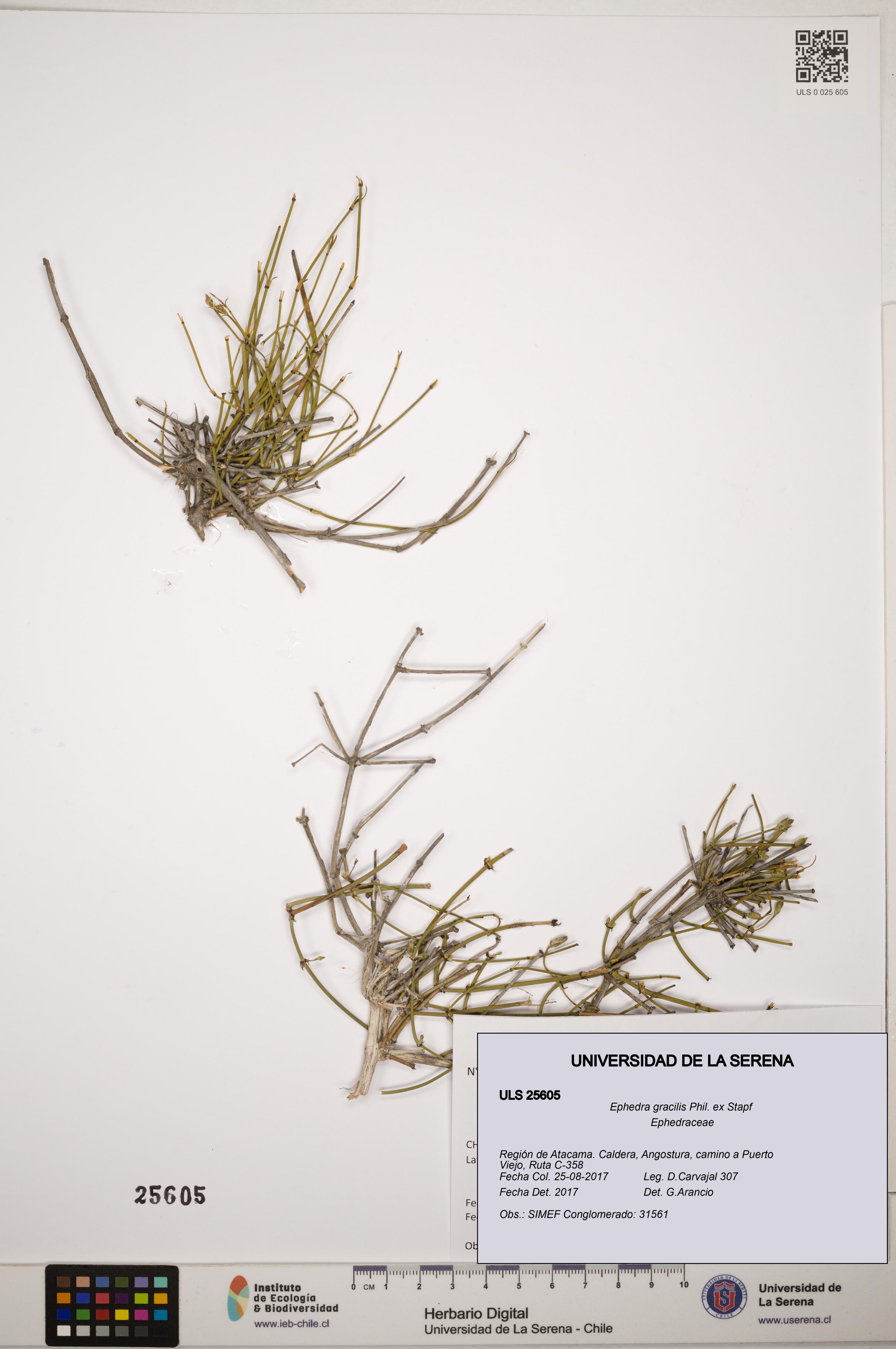 Ephedra gracilis [Espécimen: ]