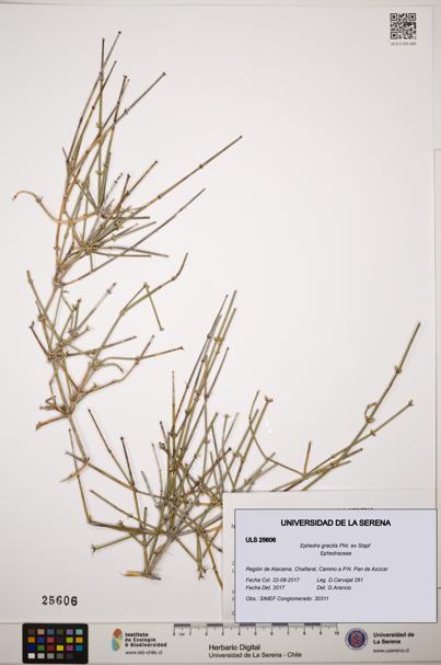 Ephedra gracilis [Espécimen: ]