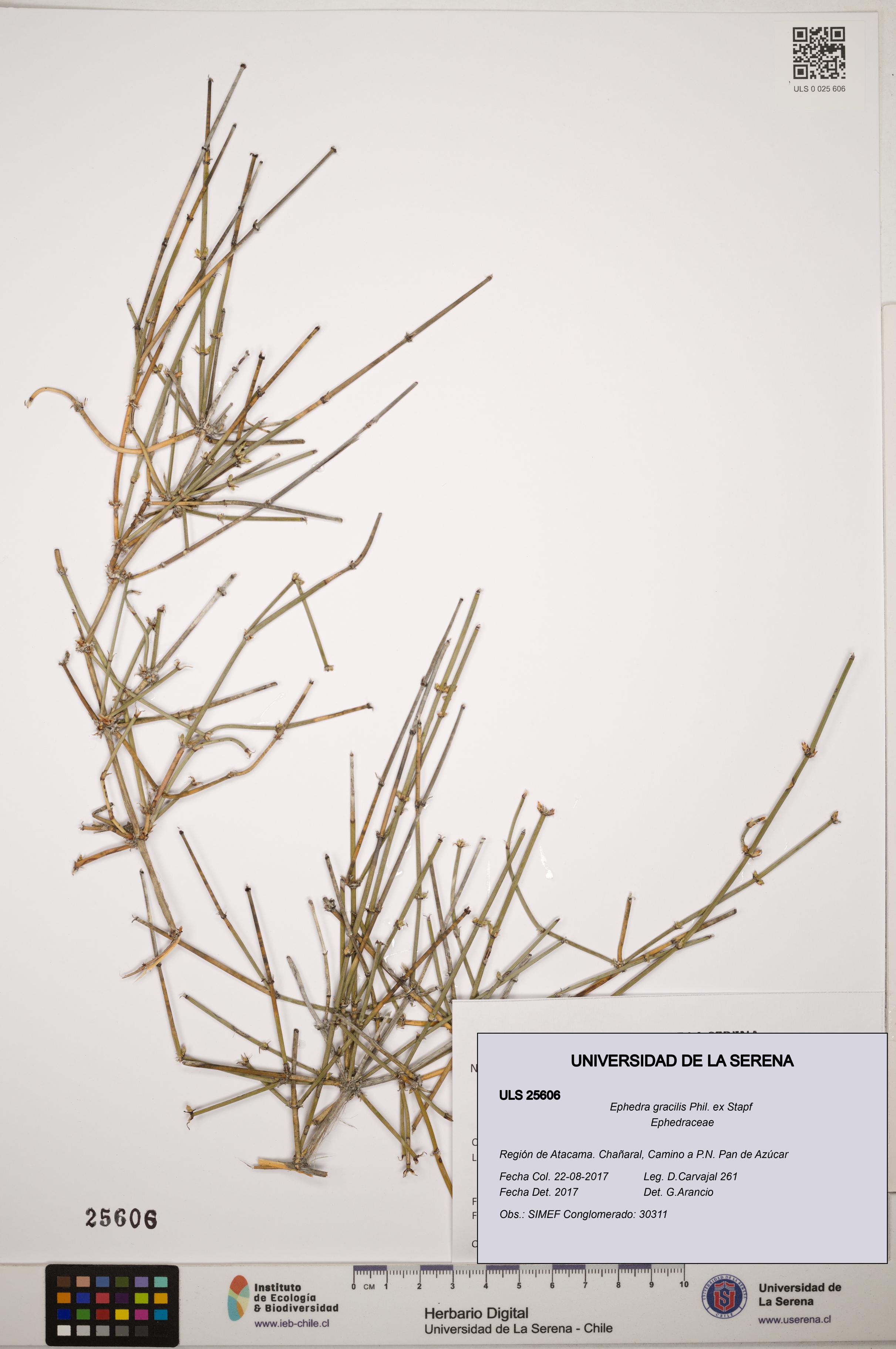 Ephedra gracilis [Espécimen: ]