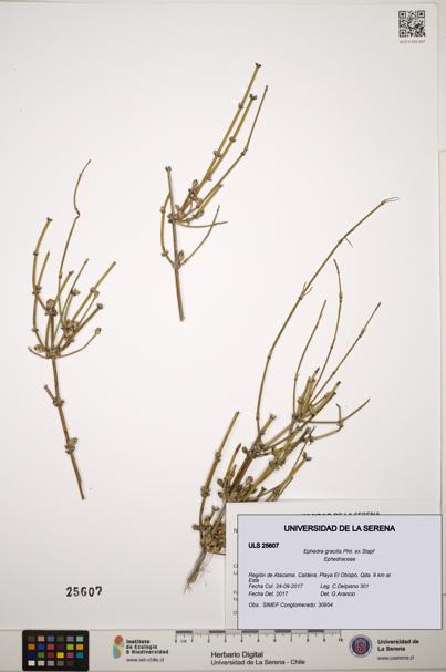 Ephedra gracilis [Espécimen: ]