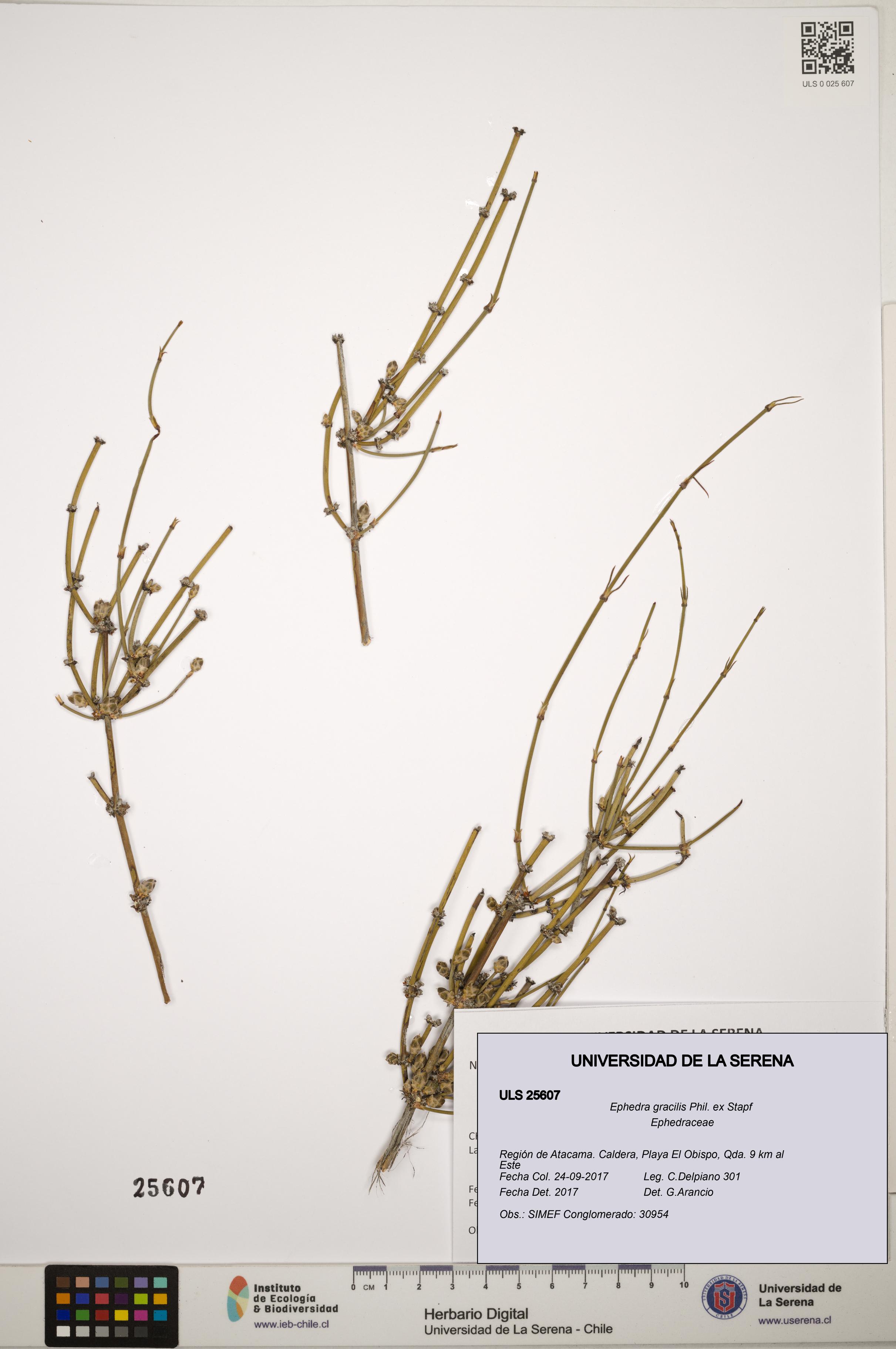 Ephedra gracilis [Espécimen: ]