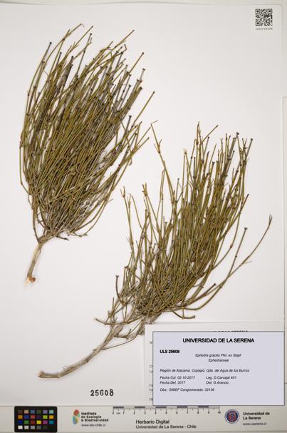 Ephedra gracilis [Espécimen: ]