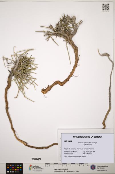 Ephedra gracilis [Espécimen: ]