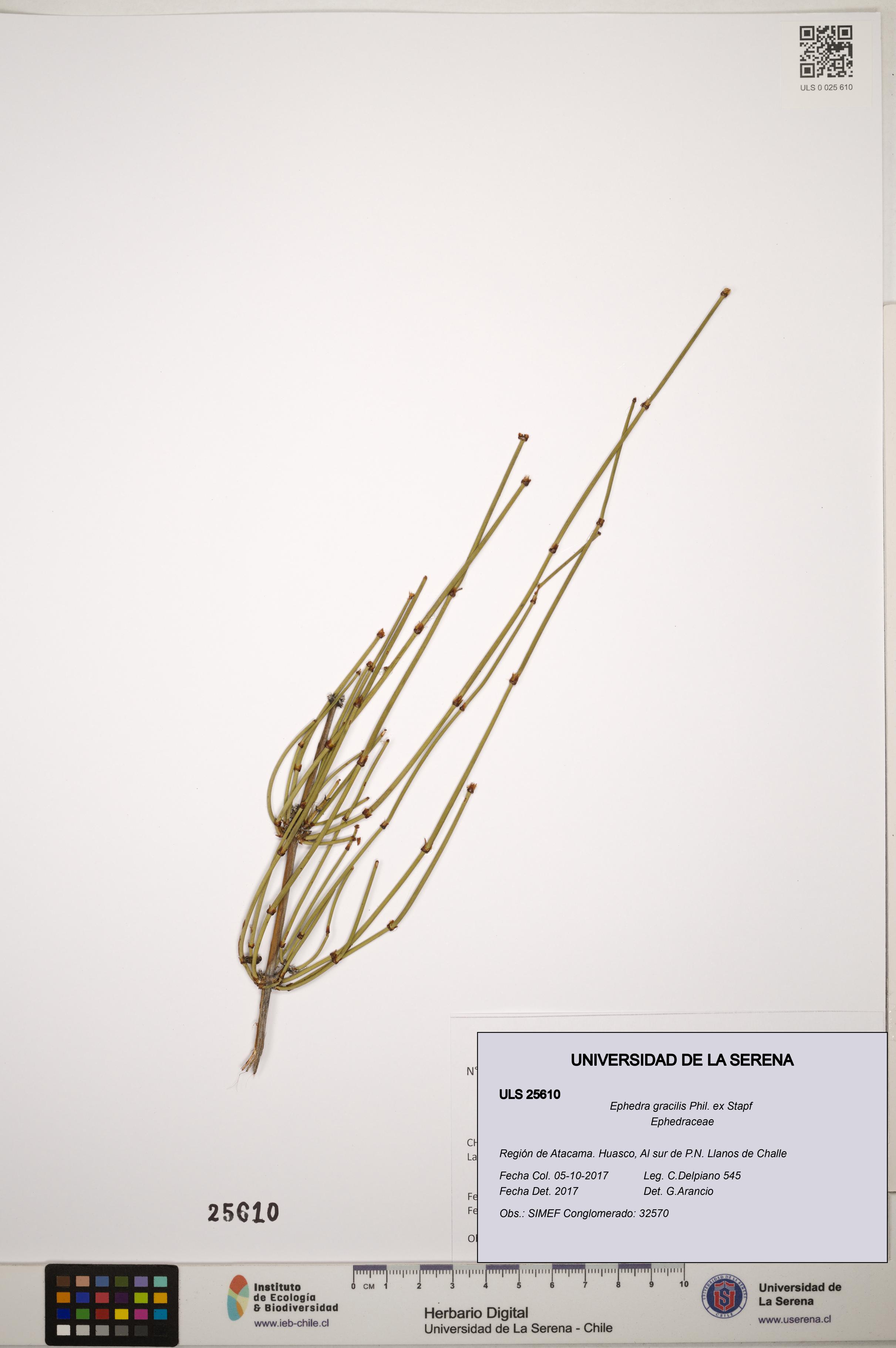 Ephedra gracilis [Espécimen: ]