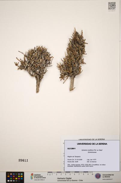 Ephedra multiflora [Espécimen: ]