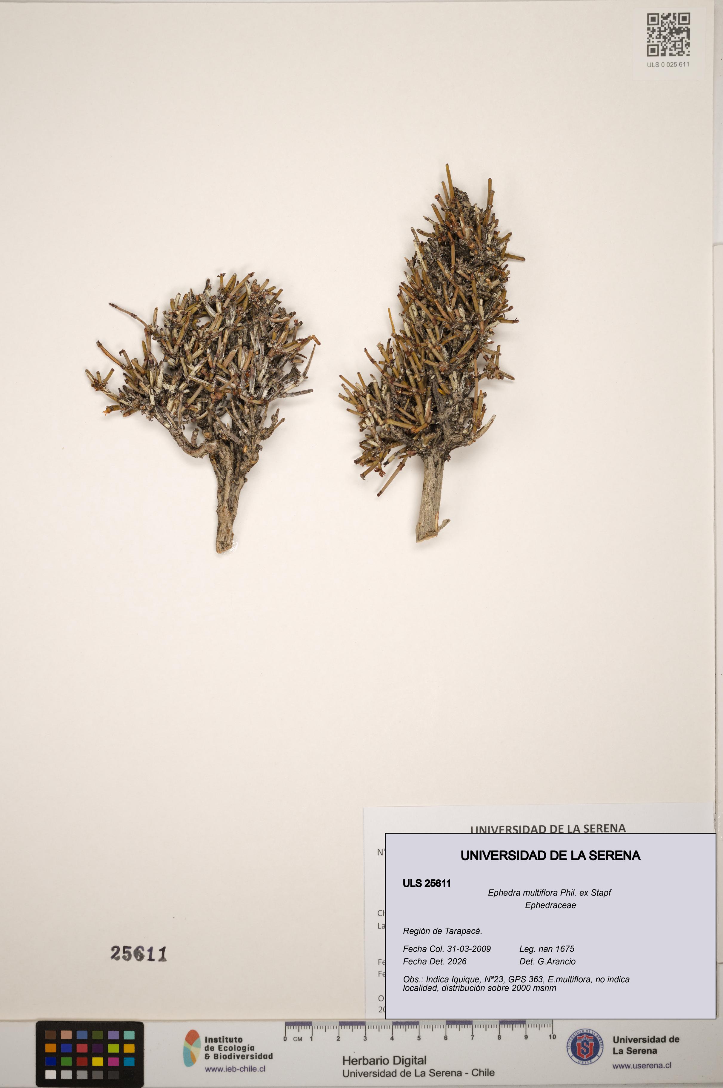 Ephedra multiflora [Espécimen: ]