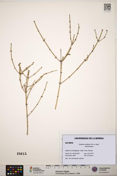 Ephedra multiflora [Espécimen: ]