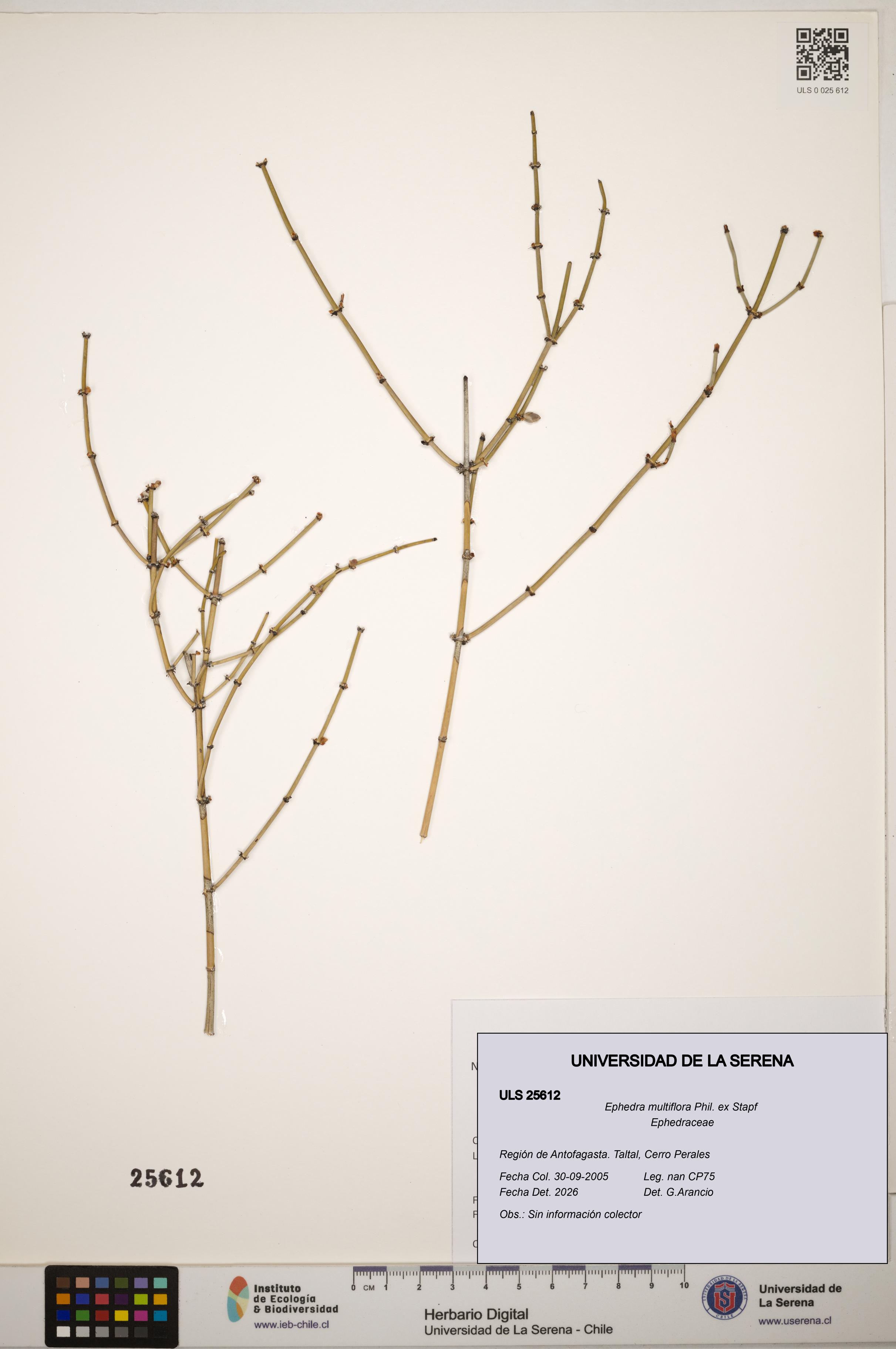 Ephedra multiflora [Espécimen: ]