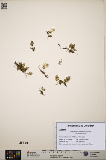 Hymenophyllum peltatum [Espécimen: ]