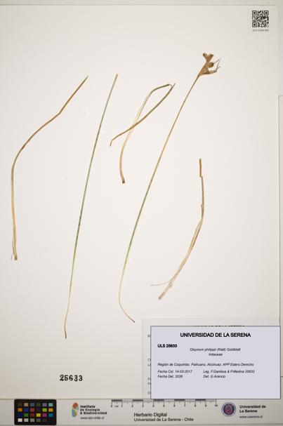 Olsynium philippii [Espécimen: ]