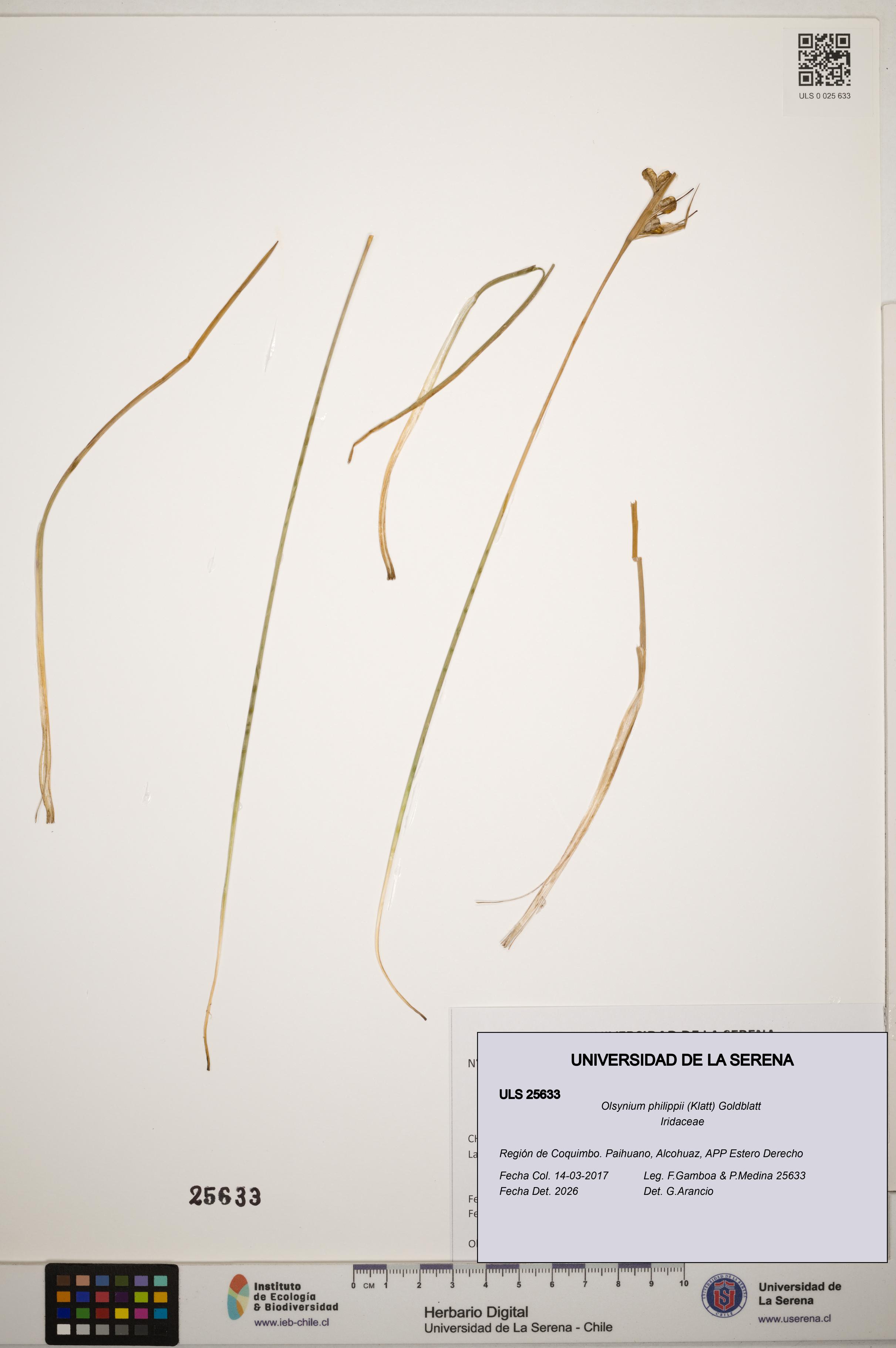 Olsynium philippii [Espécimen: ]