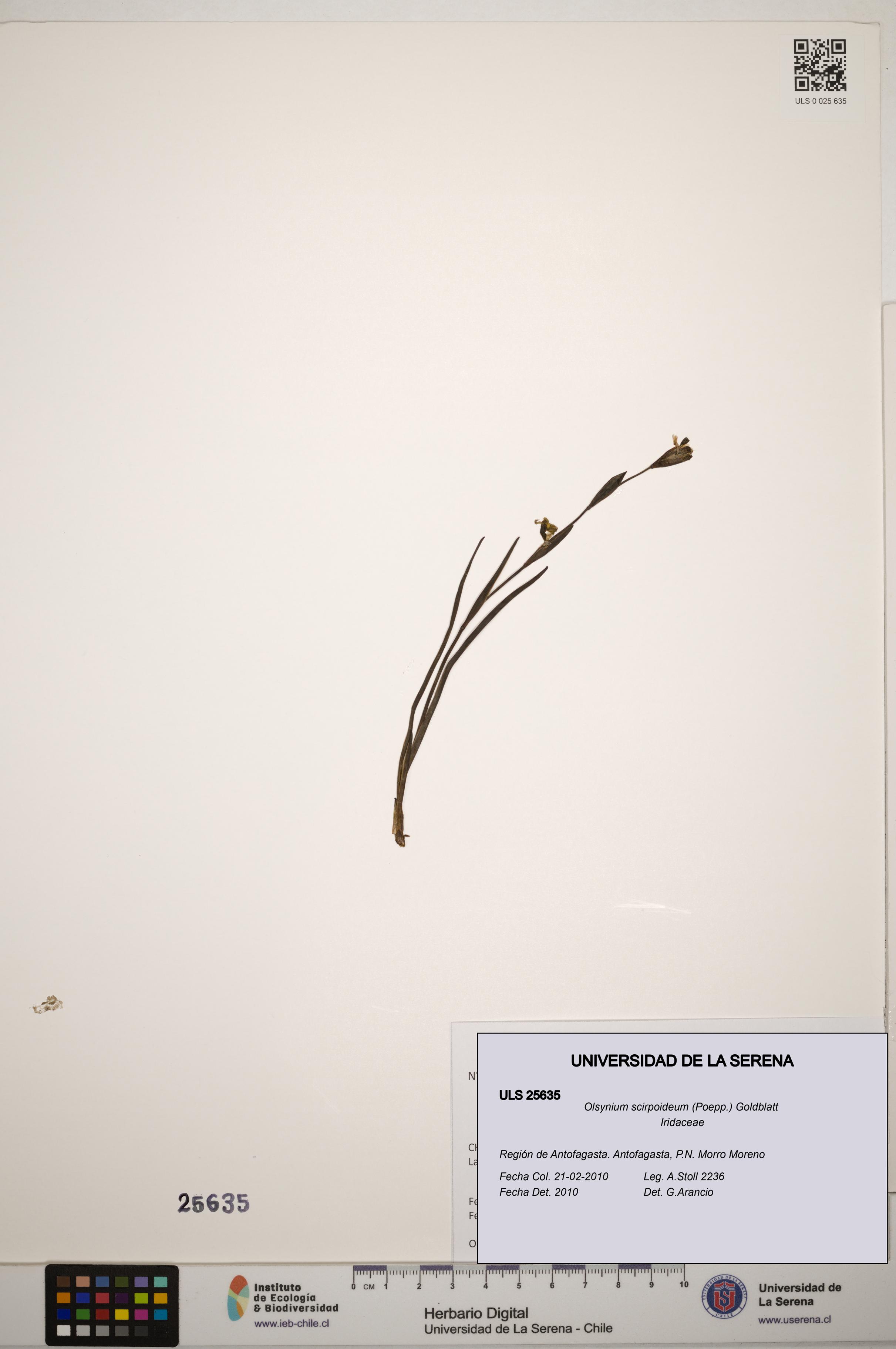 Olsynium scirpoideum [Espécimen: ]