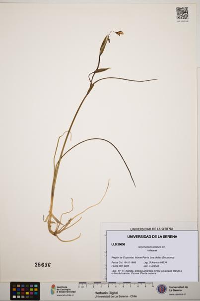 Sisyrinchium striatum [Espécimen: ]