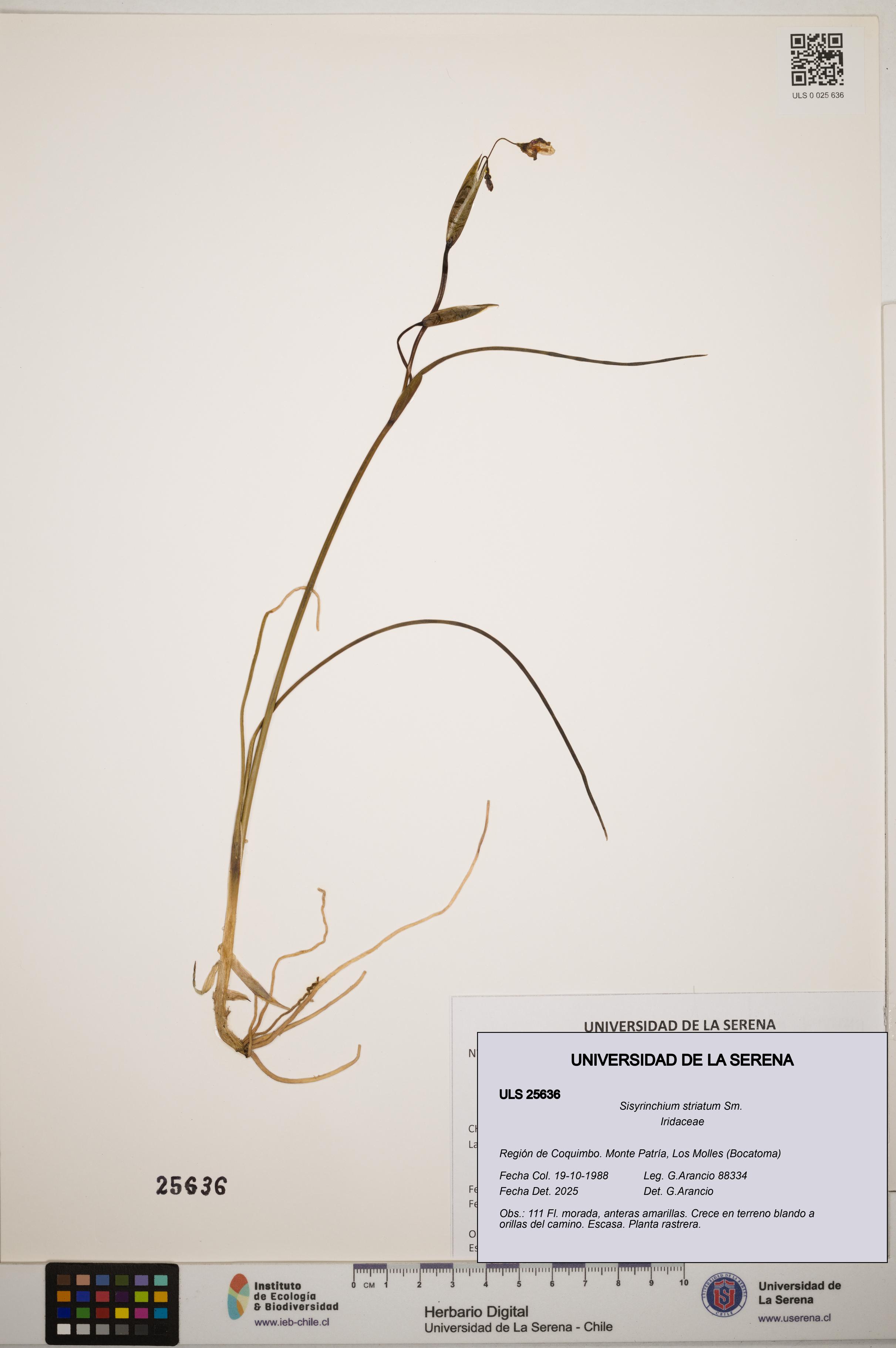 Sisyrinchium striatum [Espécimen: ]