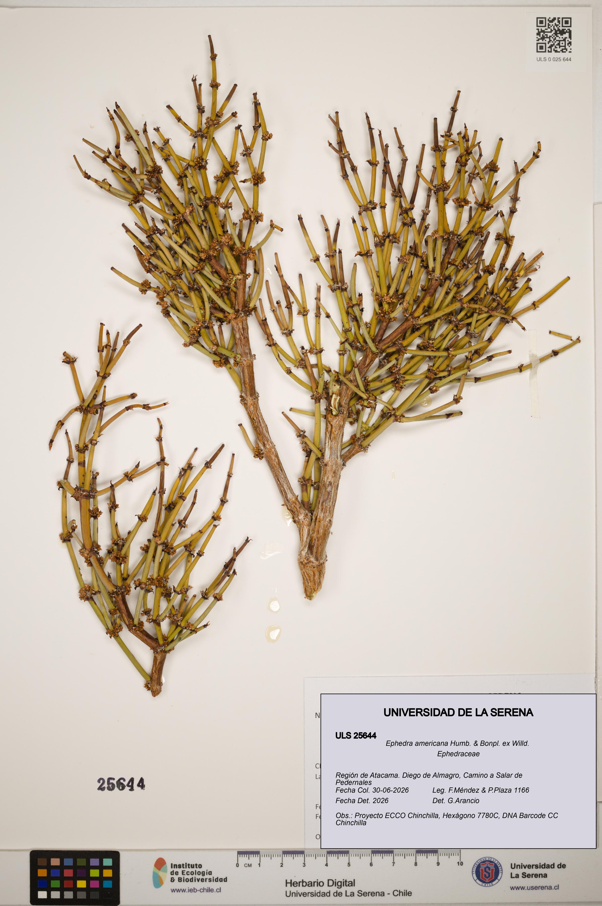 Ephedra americana [Espécimen: ]