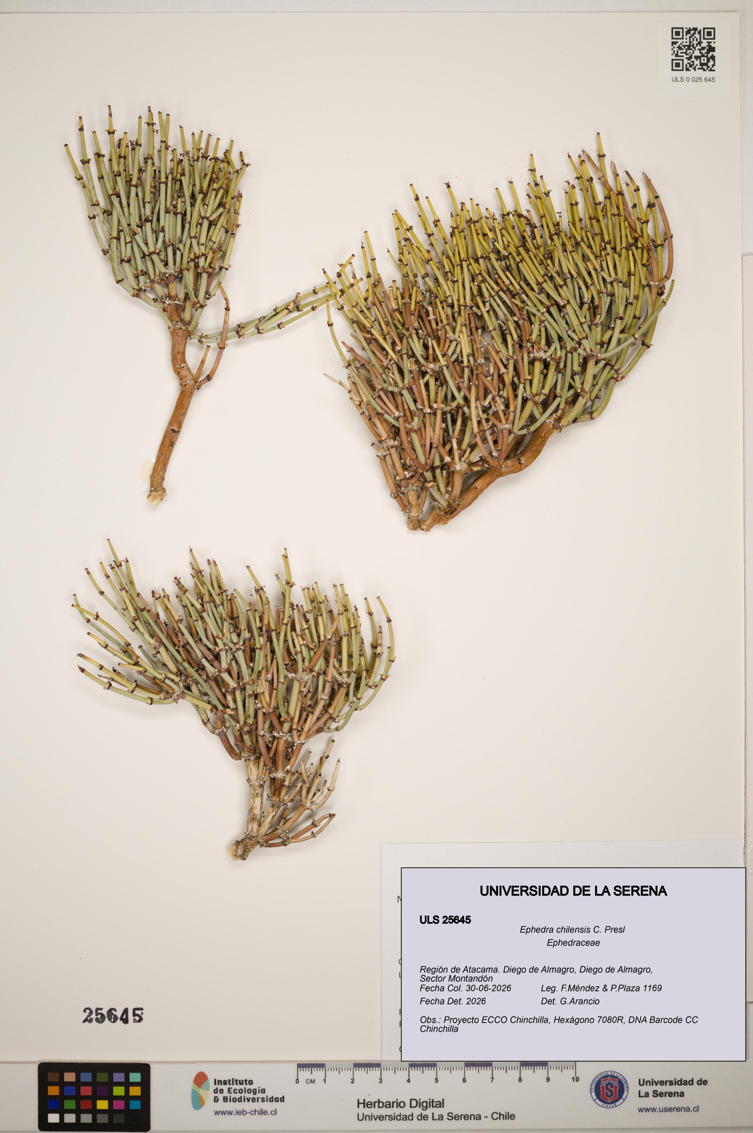 Ephedra chilensis [Espécimen: ]