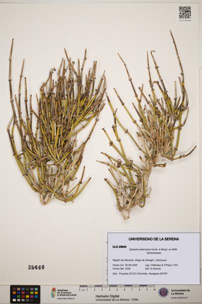 Ephedra americana [Espécimen: ]
