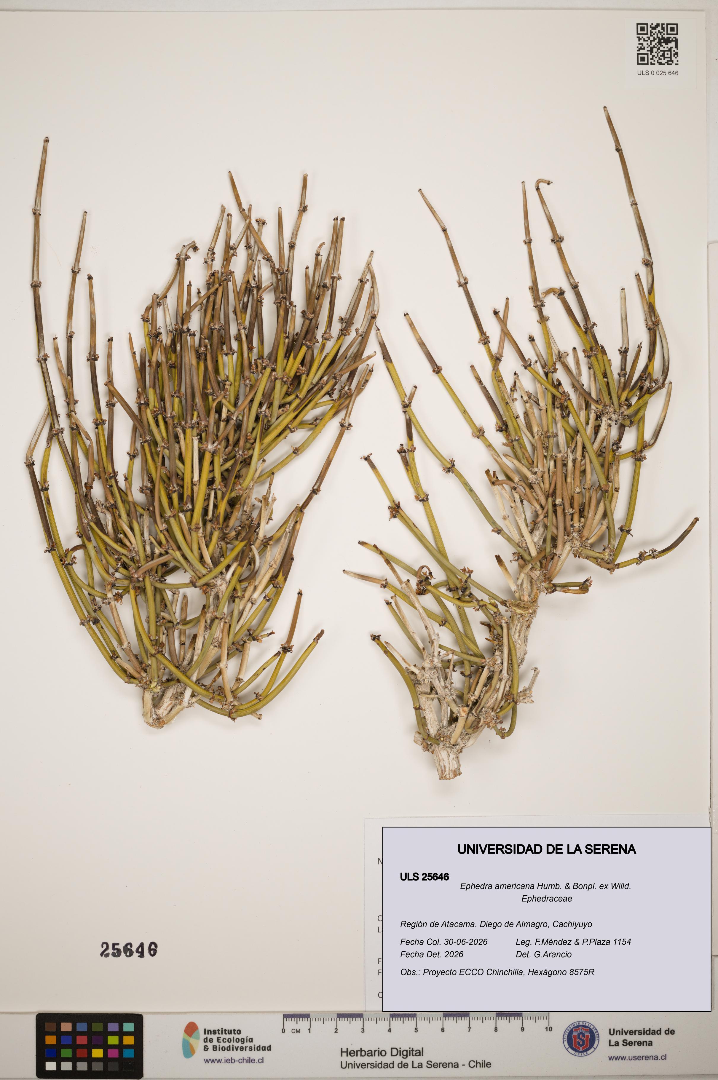 Ephedra americana [Espécimen: ]