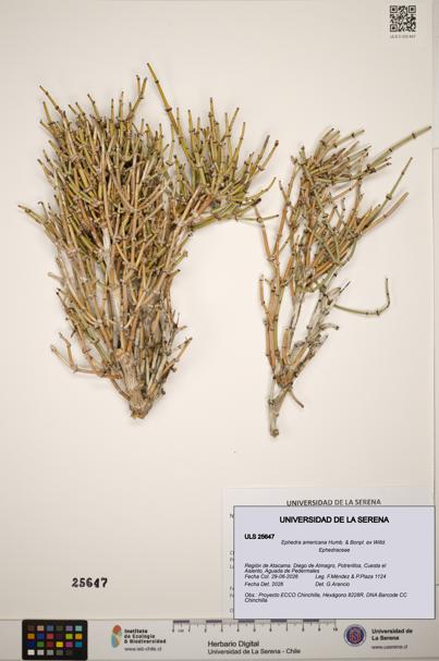 Ephedra americana [Espécimen: ]