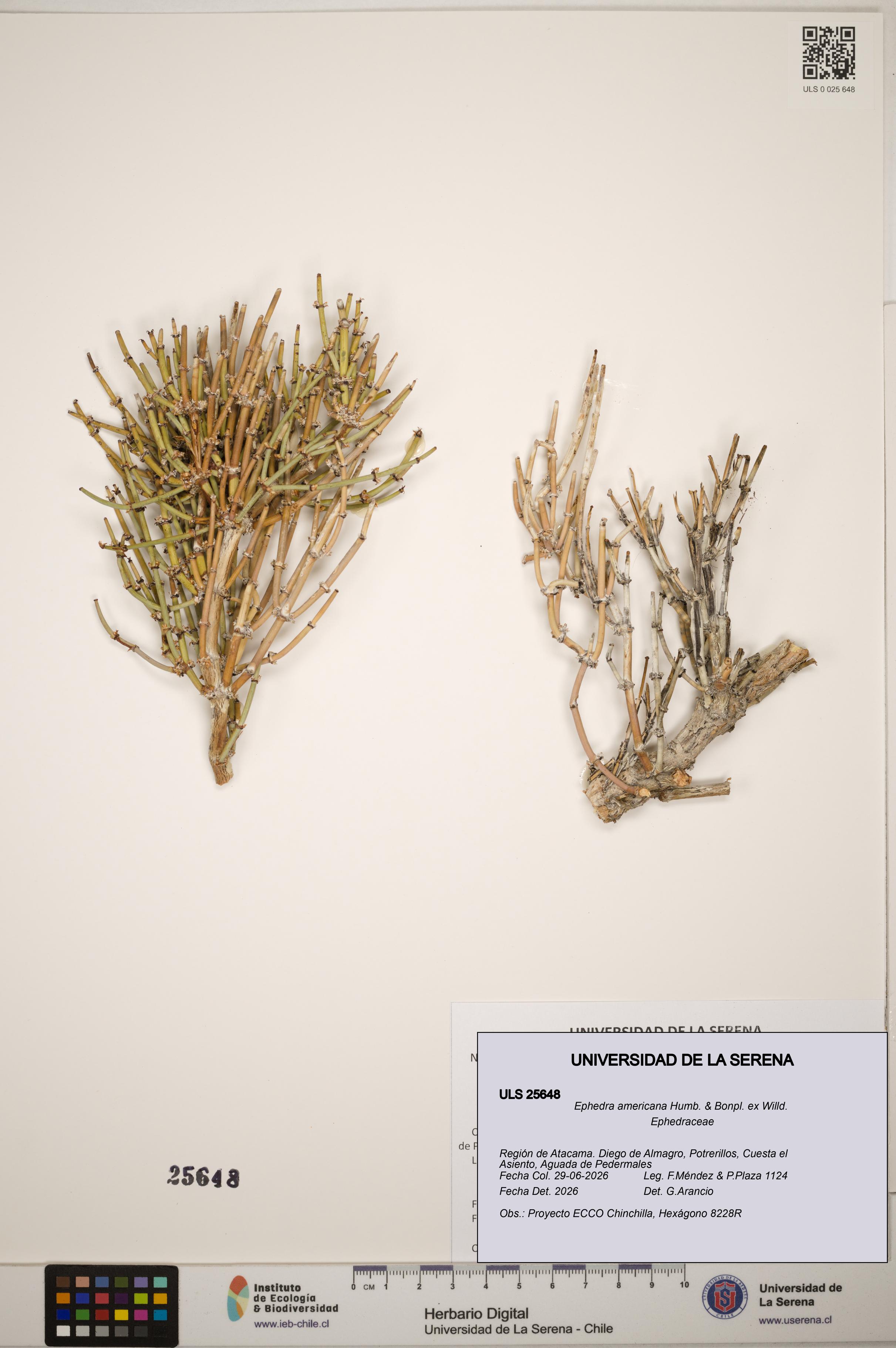 Ephedra americana [Espécimen: ]