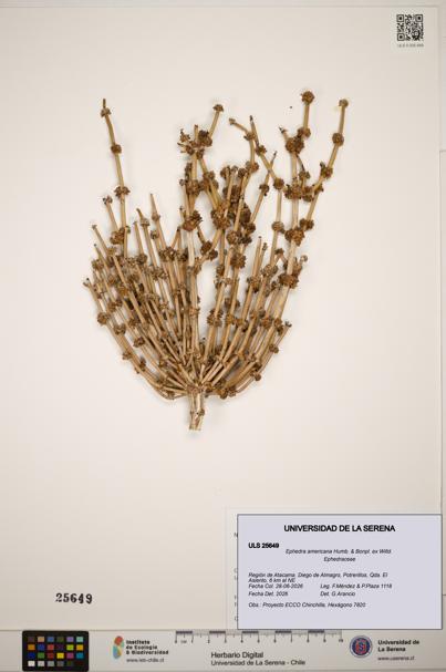 Ephedra americana [Espécimen: ]