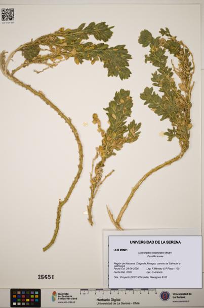 Malesherbia solanoides [Espécimen: ]