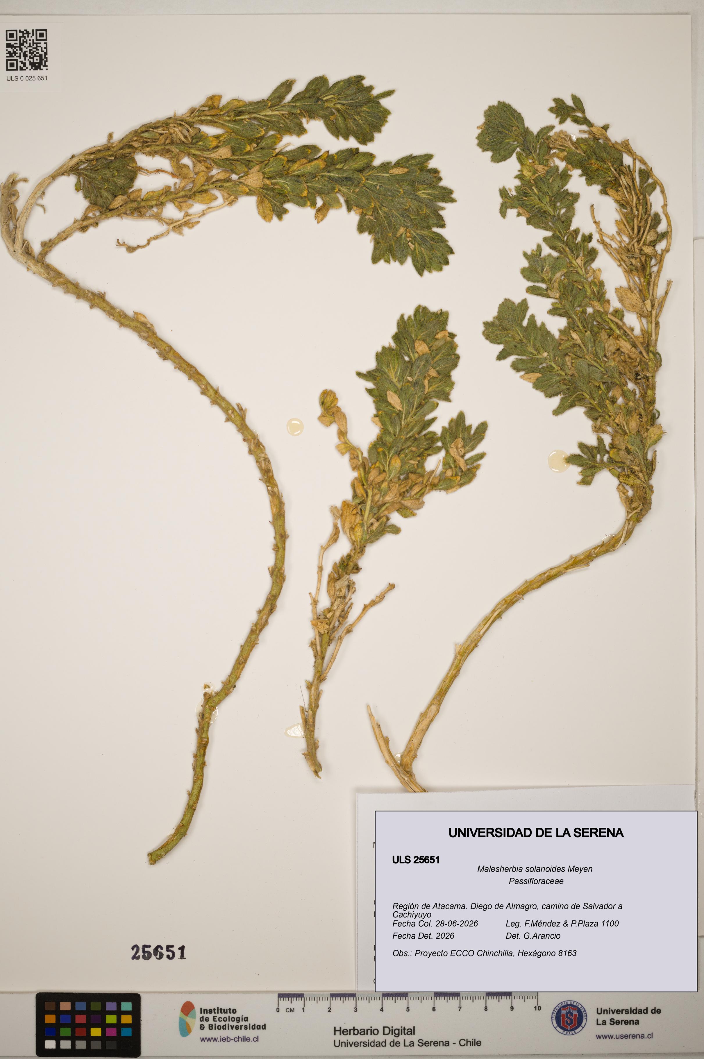 Malesherbia solanoides [Espécimen: ]