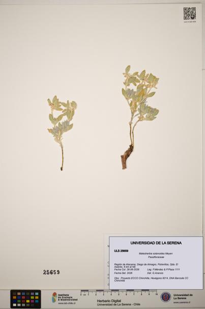Malesherbia solanoides [Espécimen: ]