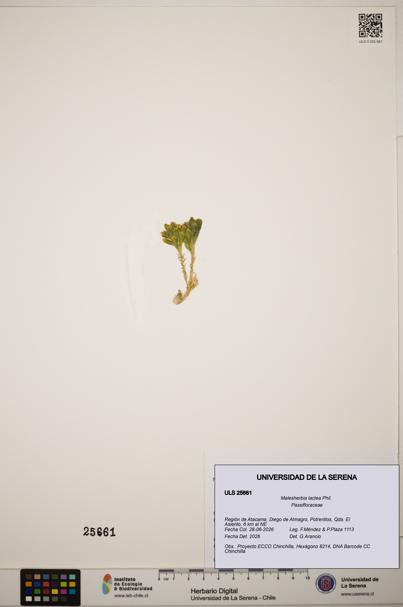 Malesherbia lactea [Espécimen: ]