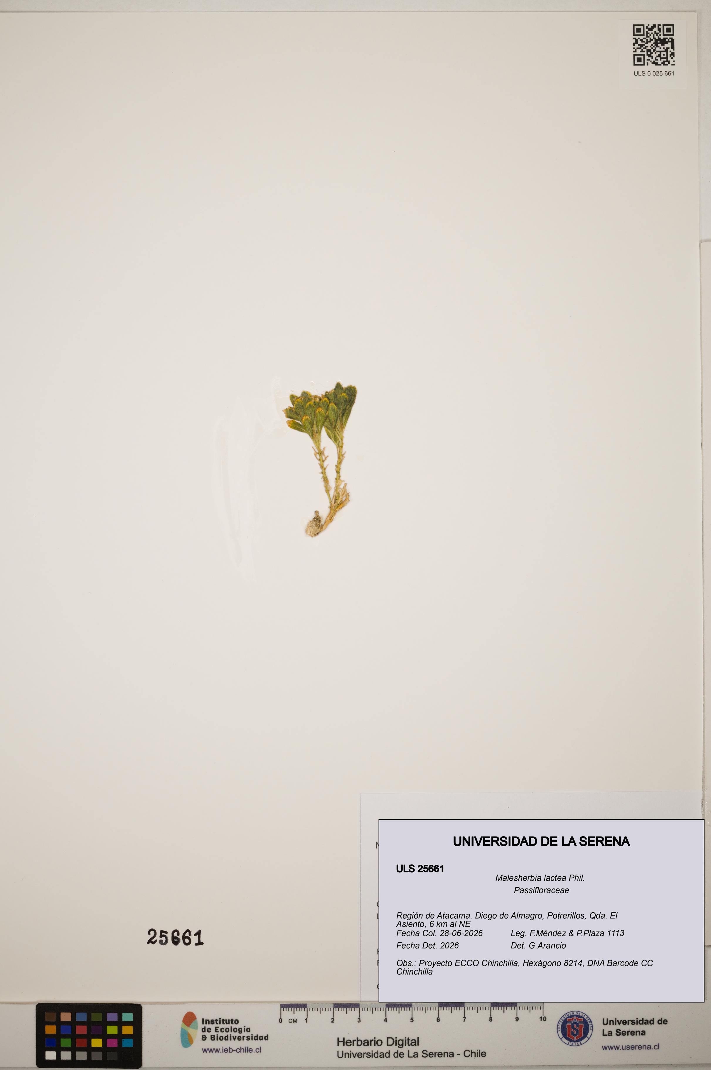 Malesherbia lactea [Espécimen: ]