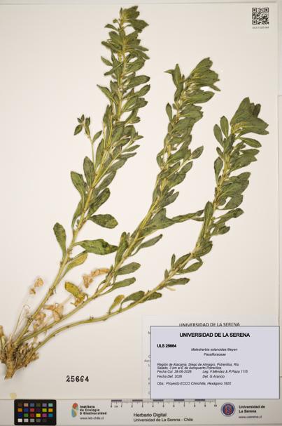 Malesherbia solanoides [Espécimen: ]