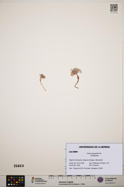 Oxalis hypsophila [Espécimen: ]