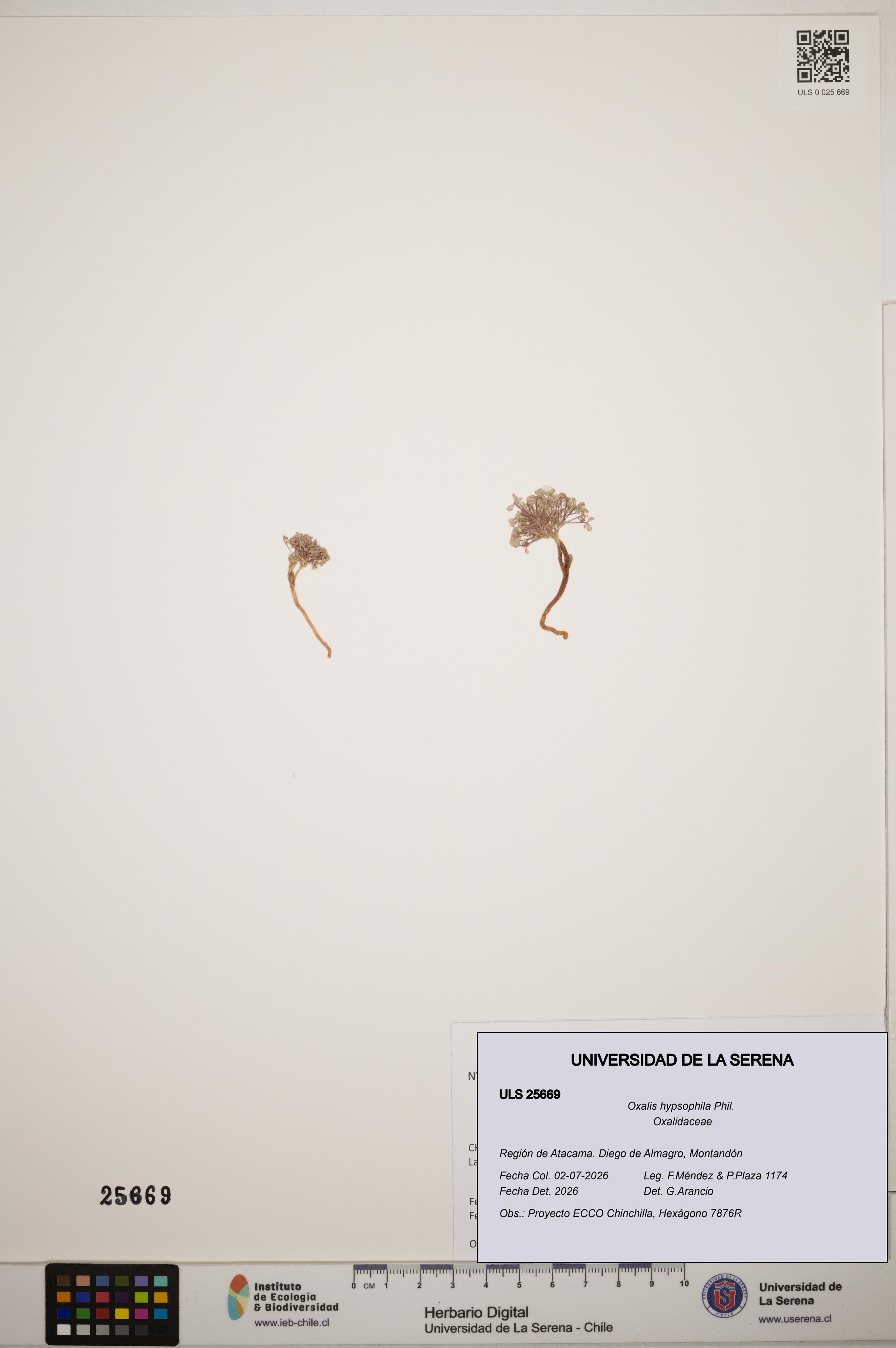 Oxalis hypsophila [Espécimen: ]