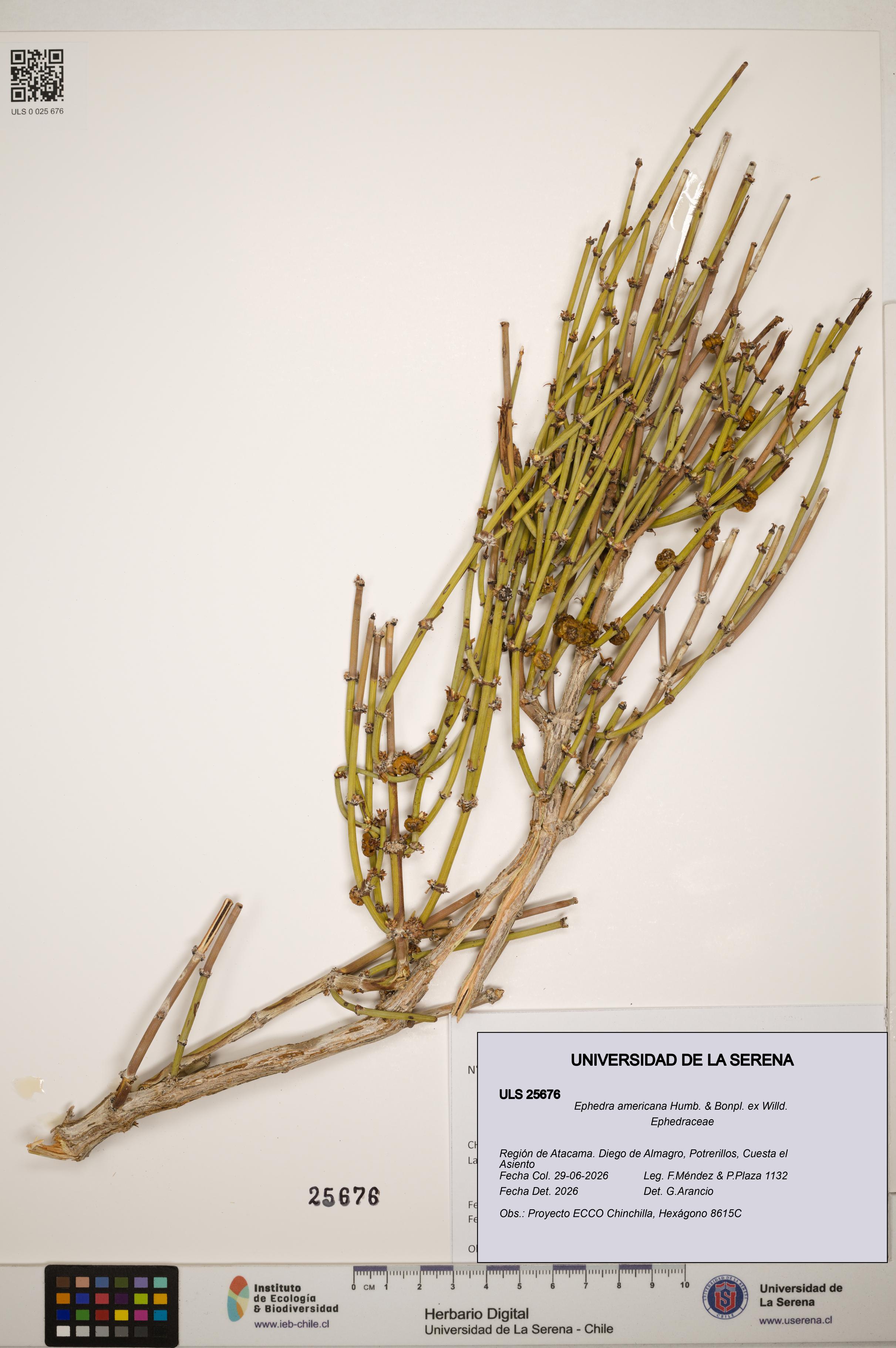 Ephedra americana [Espécimen: ]