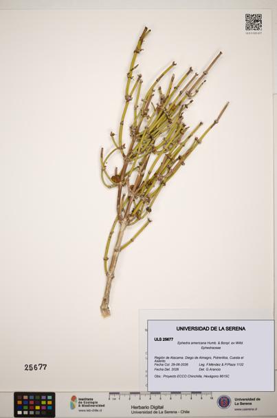 Ephedra americana [Espécimen: ]