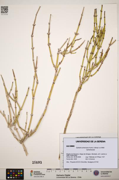 Ephedra americana [Espécimen: ]