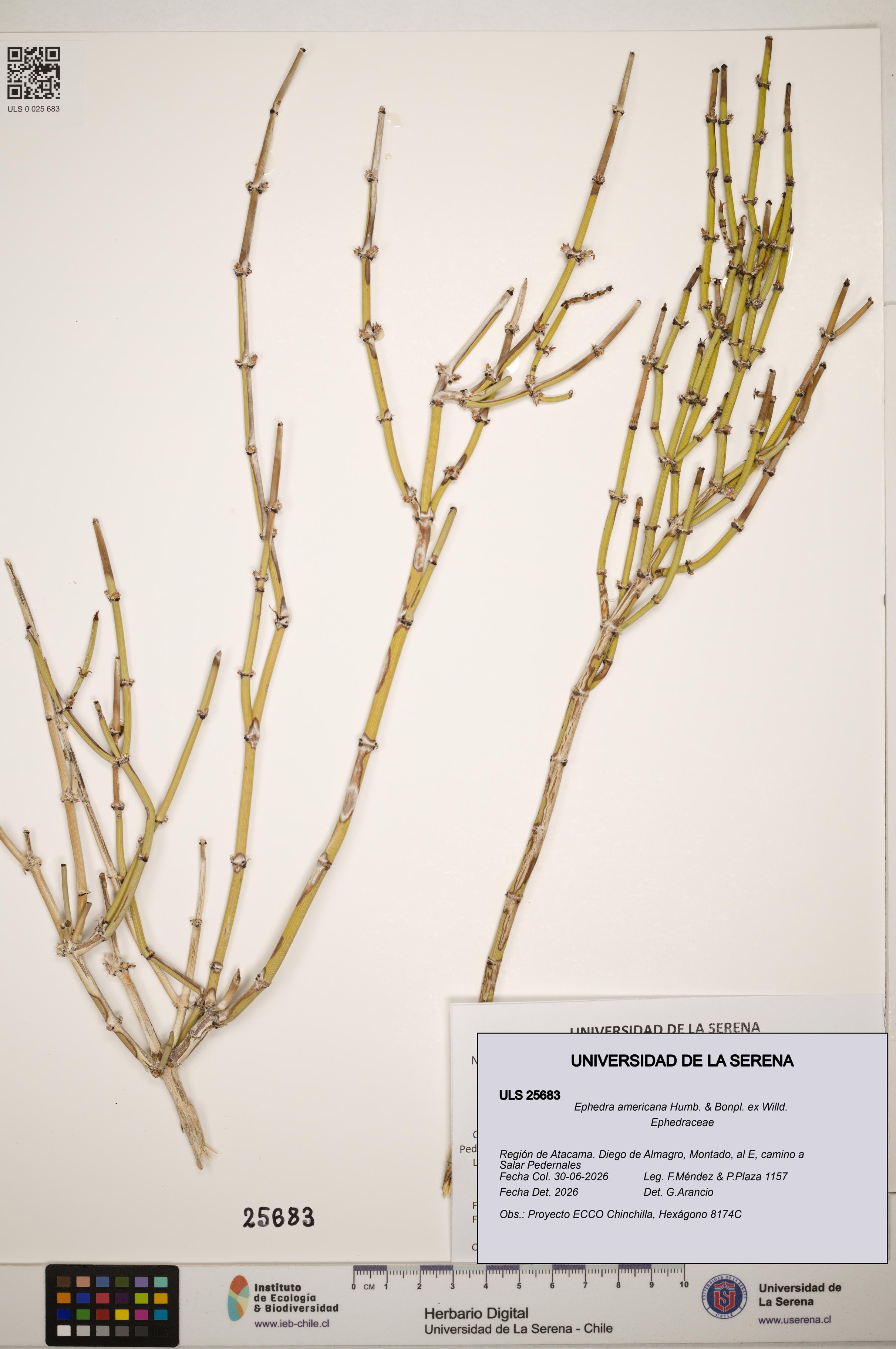 Ephedra americana [Espécimen: ]