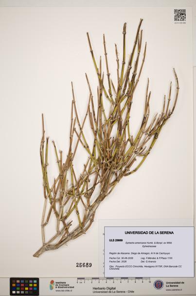 Ephedra americana [Espécimen: ]