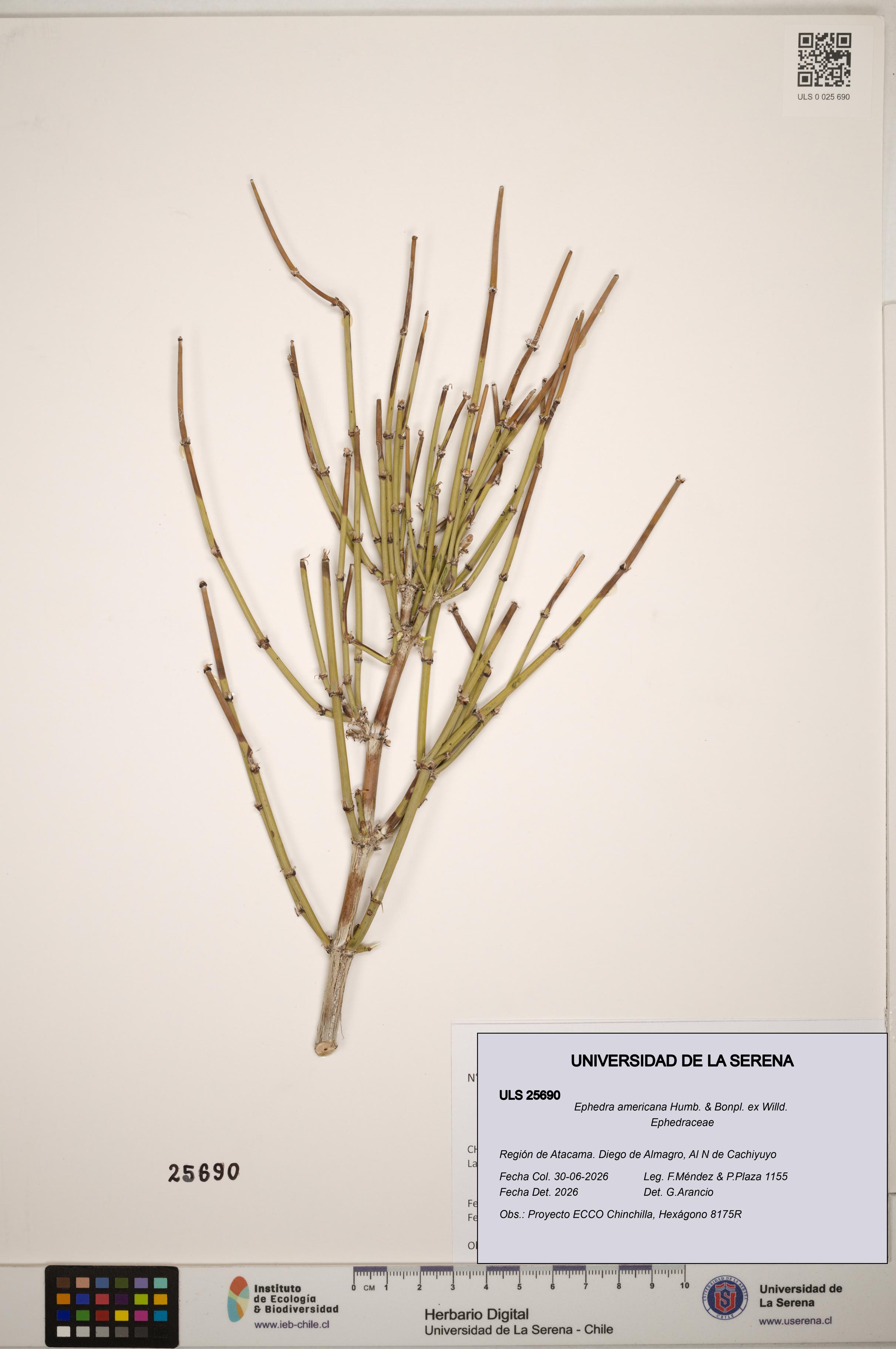 Ephedra americana [Espécimen: ]