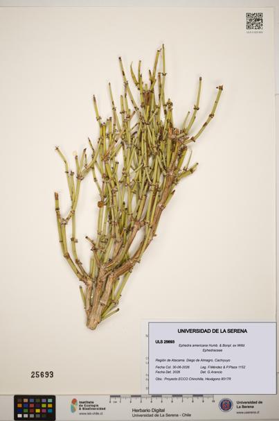 Ephedra americana [Espécimen: ]